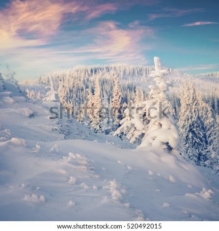 Fantastic winter sunset in Carpathian mountains with snow covered fir trees. Colorful outdoor scene, Happy New Year celebration concept. Artistic style post processed photo.