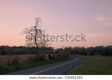 Road Tree Pink sky