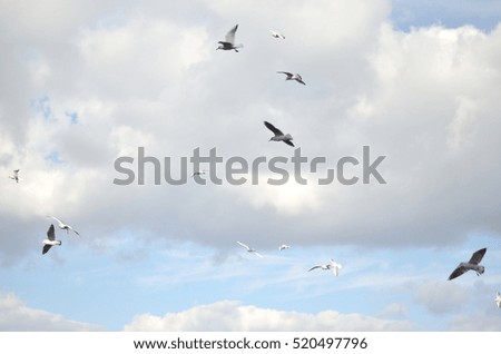 gulls in the sky with gray clouds