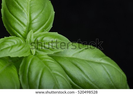 Basil leafs on the dark background. Green leaves closeup. Aromatic ingredient in culinary, raw for beverage and dishes. Traditional Italy spice for pasta, pizza, salads. Macro.