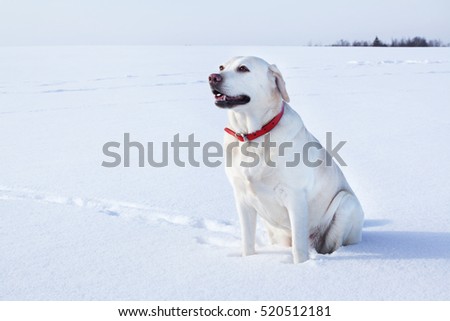 Labrador sitting on a snowy meadow