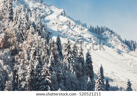 Winter Coniferous Forest and snowy Mountains Landscape Travel serene scenic view 