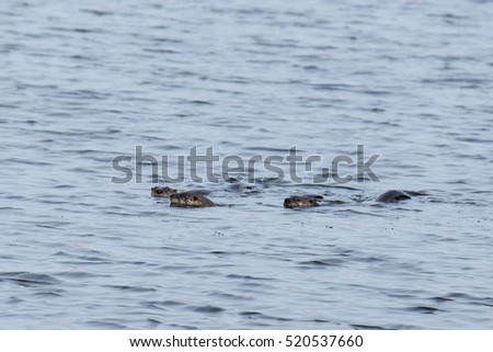 Three river otters swimming in a lake