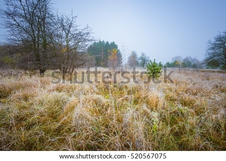 Frosty morning landscape. Early winter landscape with meadow and hoarfrost