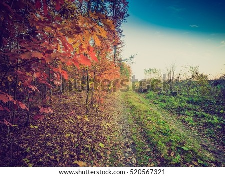 Autumnal forest landscape with vintage mood filter. Fall forest in vintage colors.
