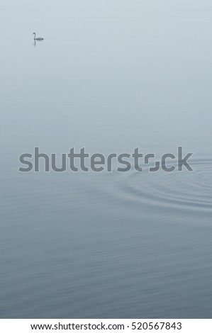 A swan swims in the distance as the water ripples in the sea on an overcast day in Eastern Iceland, in a really serene and peaceful scene.