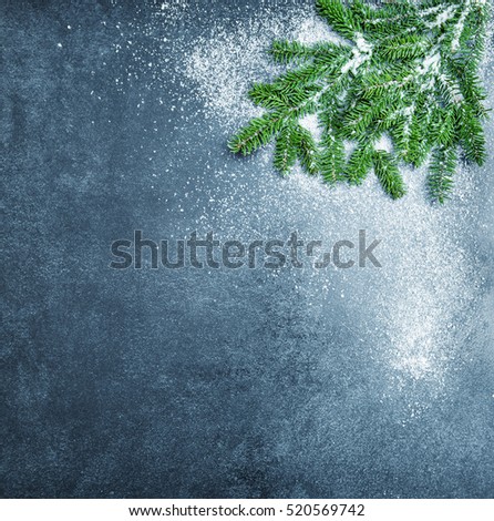 Christmas tree branches with snow. Winter holidays background. Blue toned picture