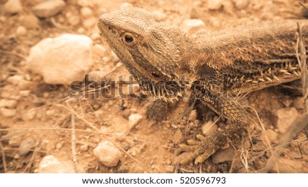 Bearded dragon in the outback of South Australia