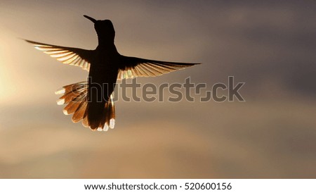 Rainbow Hummer at Sunset - photograph of a hummingbird flying at sunset, with the setting sun showing rainbow like colors in its wings. Space for text. 