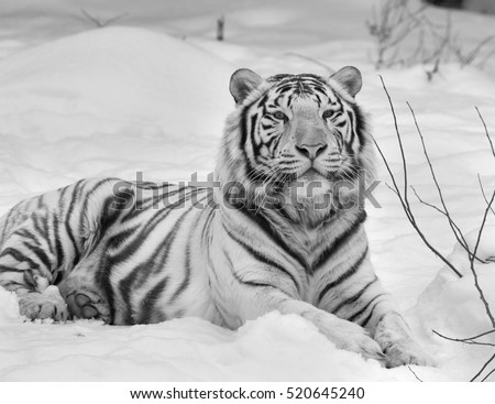 White bengal tiger, calm lying on fresh snow. Black and white image. 
