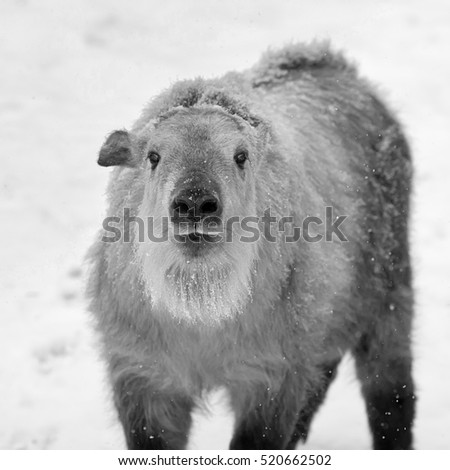 Snowy cub of takin. Black and white image. 