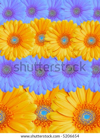 Floral background from yellow and sky blue flowers.