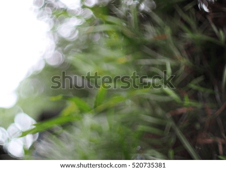 blur background out of focus shallow depth of field natural picture of green bamboo leaves under natural lighting no vector for use as asian forest nature backdrop or background 