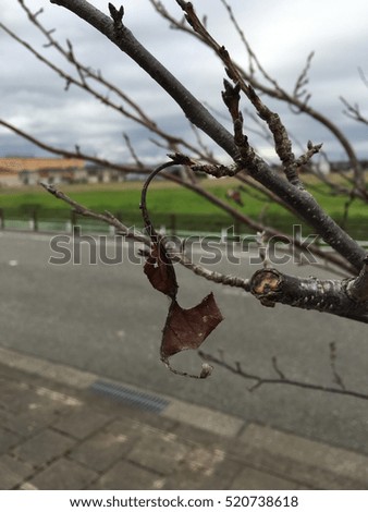 Dead one leaf of cherry tree in early winter on dark background