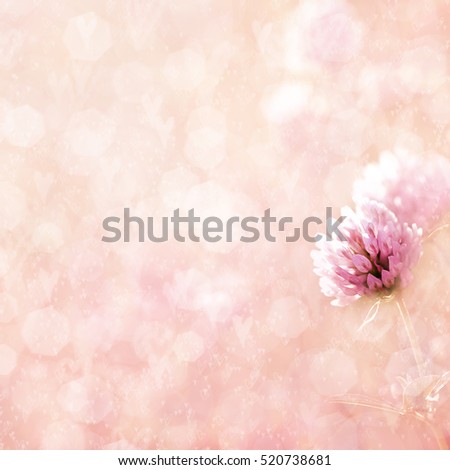 Summer blossoming clover on meadow, selective focus, shallow DOF, toned, light and heart bokeh background, pastel and soft card