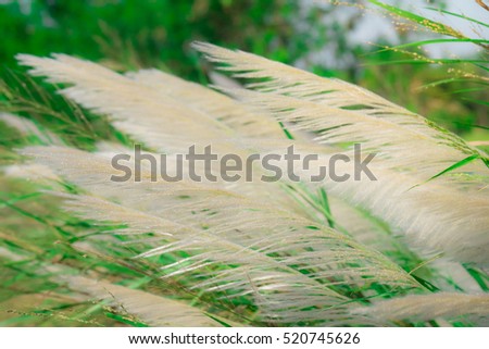 white grass flower with blur garden background