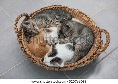 Kitten sleeping on basket.