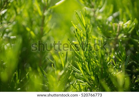 Fresh Rosemary Herb grow outdoor. Rosemary leaves Close-up.Soft background. Selective focus.