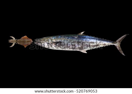 Hunter fish attach squid,Indo-Pacific king mackerels, Spotted mackerels, Seerfish,Scomberomorus 