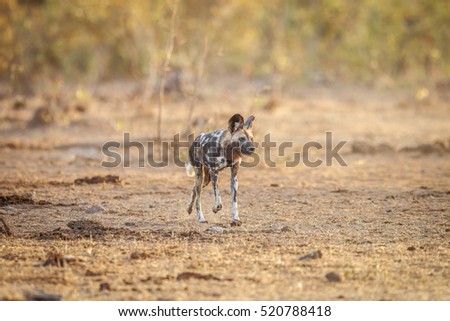 African wild dog running in the grass in the Kruger National Park, South Africa.