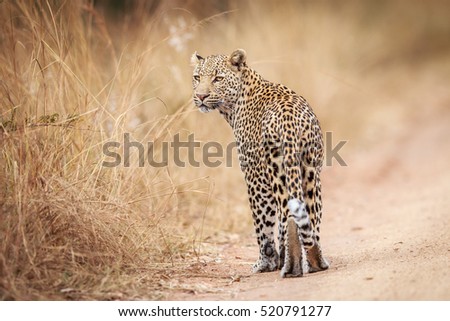 Leopard looking back in the Kruger National Park, South Africa. Royalty-Free Stock Photo #520791277