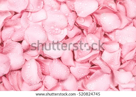 the fresh light pink rose petal background with water rain drop Royalty-Free Stock Photo #520824745