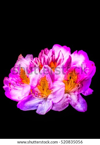 Fine art still life color macro of a single isolated pink rhododendron blossom on black background
