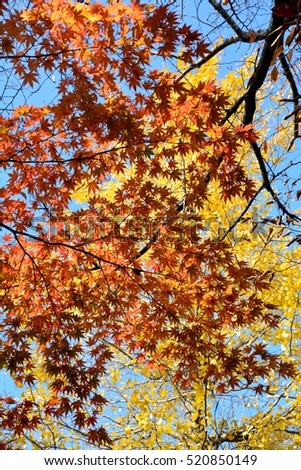 Beautiful colored leaves of japanese maple in autumn 