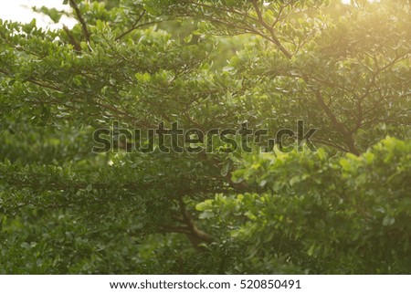 Green leaf and tree background. Summer warm sunlight.
