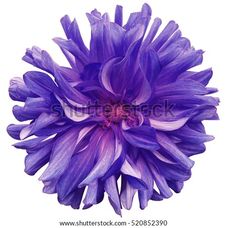 purple big flower, pink center on a white  background isolated  with clipping path. Closeup. big shaggy  flower. for design. Dahlia. 