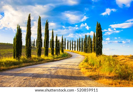 Italian cypress trees rows and a white road rural landscape. Siena, Tuscany, Italy, Europe. Royalty-Free Stock Photo #520859911