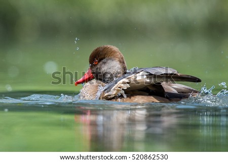 Pochard red crested wild duck in water