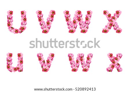 Malva (Alcea rosea hollyhock) The flowers are arranged alphabetically. U, V, W, X,  isolated on white background, clipping Path