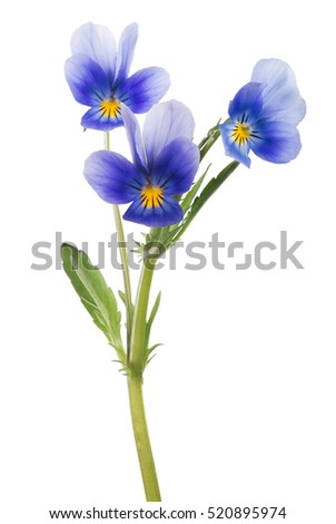 three pansy flowers isolated on white background