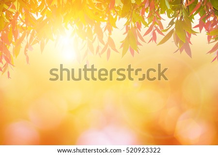 leaves red In spring or Beautiful in blurred nature over sunset or background.art design light branch color sun.Beautiful leaves over blurred nature over golden tree chistmas concept.