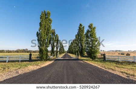 Rural street with full of green trees in blue sky.