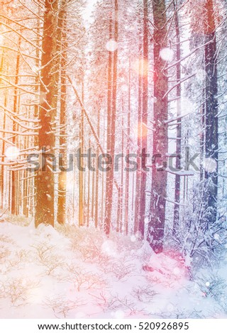 magical winter snow covered tree. Photo greeting card. Bokeh light effect, soft filter. Sunset in the Carpathians. Ukraine, Europe