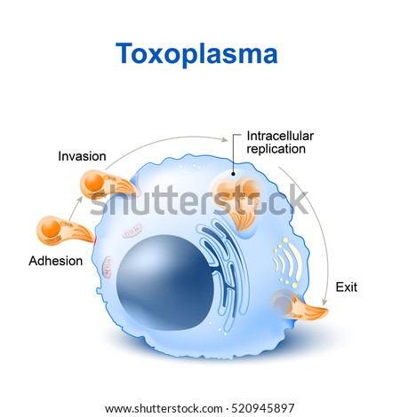 Toxoplasma gondii invasion and dissemination in the cell of host. Toxoplasma gondii is an obligate intracellular parasitic protozoan that causes the disease toxoplasmosis.
