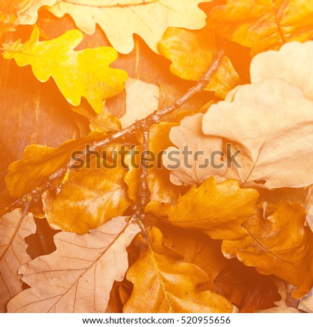 Abstract background with  autumn leaves. Yellow Fallen autumn leaves on draw wooden old background

