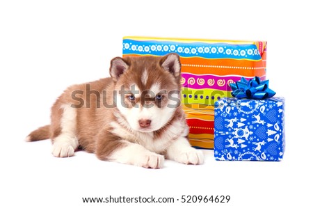Husky puppy with colorful gift box, isolated on white background