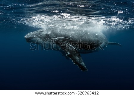 Humback Whale calf Royalty-Free Stock Photo #520965412