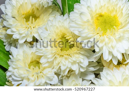 Close up picture of white chrysanthemums.