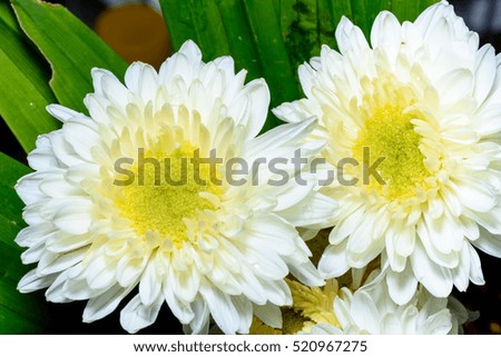 Close up picture of white chrysanthemums.