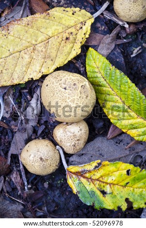 Fungi and Pomaderris leaves on rainforest floor