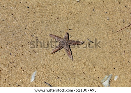 Little starfish in sand