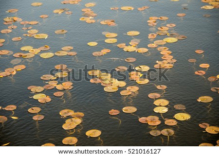 lotus pond,in Gyeongbokgung, Seoul - Korea