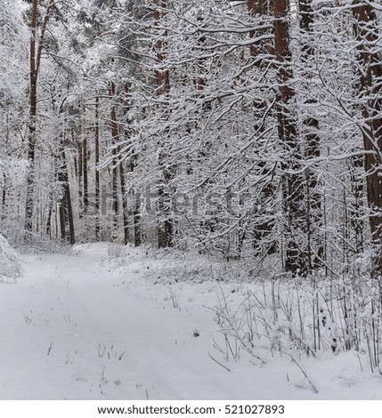 Snowy forest. Latvia. Northern Europe