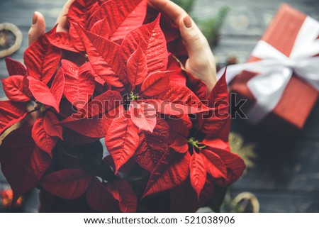 Poinsettia flower in woman hands with gift box on background. Christmas preparing process Royalty-Free Stock Photo #521038906