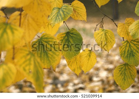 beautiful colorful bright close up photo of yellow and green Leaves on tree autumn