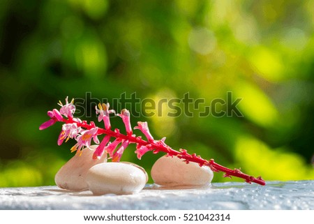 Stones and  flower in sun light with bokeh light background